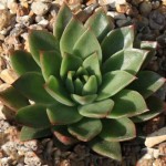 Molded Wax Agaves (Echeveria agavoides) Succulents