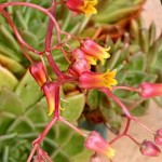 Molded Wax Agaves (Echeveria agavoides) Succulents