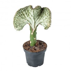 Euphorbia lactea f. cristata 'White Ghost' Succulent