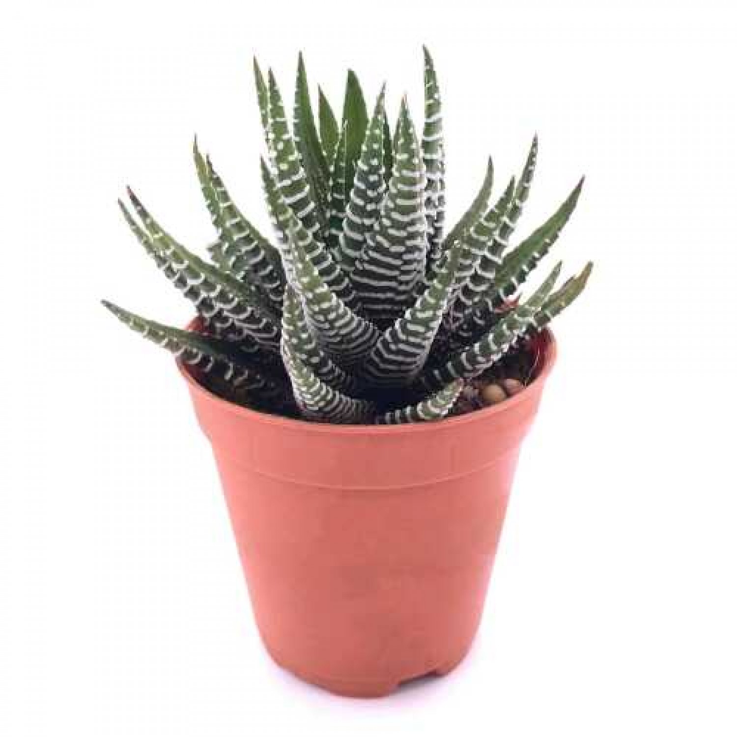 Zebra Haworthia (Haworthia attenuata) Succulent Plant