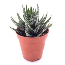 Zebra Haworthia (Haworthia attenuata) Succulent Plant