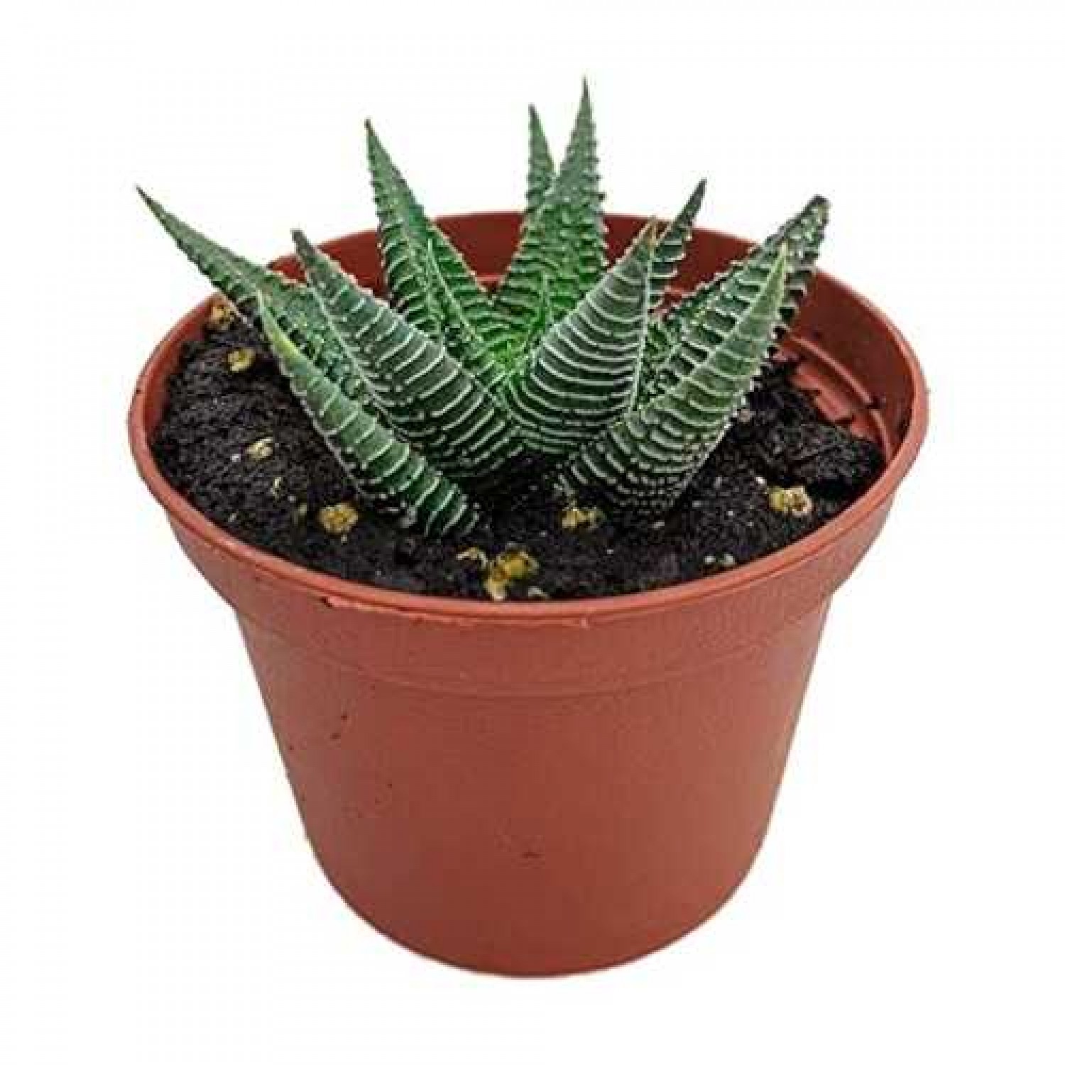 Χαβόρθια Λιμιφόλια Παχύφυτο (Haworthia limifolia)