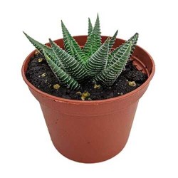 File Leafed Haworthia (Haworthia limifolia) Succulent