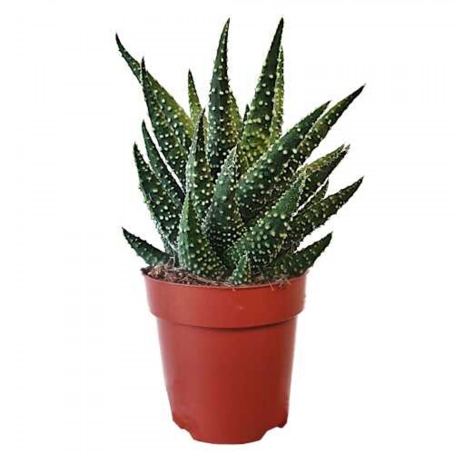 Χαβόρθια Πούμιλα Παχύφυτο (Haworthia pumila)