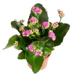 Flaming Katy-Kalanchoe blossfeldiana 'Calandiva' Plant
