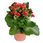 Flaming Katy-Kalanchoe blossfeldiana 'Calandiva' Plant