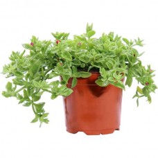Μπούζι Καρδιόφυλλο ή Μεσημβριάνθεμο (Aptenia cordifolia-συν. Mesembryanthemum cordifolium) Παχύφυτο - Παχύφυτα