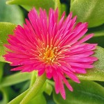 Baby Sun Rose (Aptenia cordifolia-syn. Mesembryanthemum cordifolium) Succulent Plant - Succulents