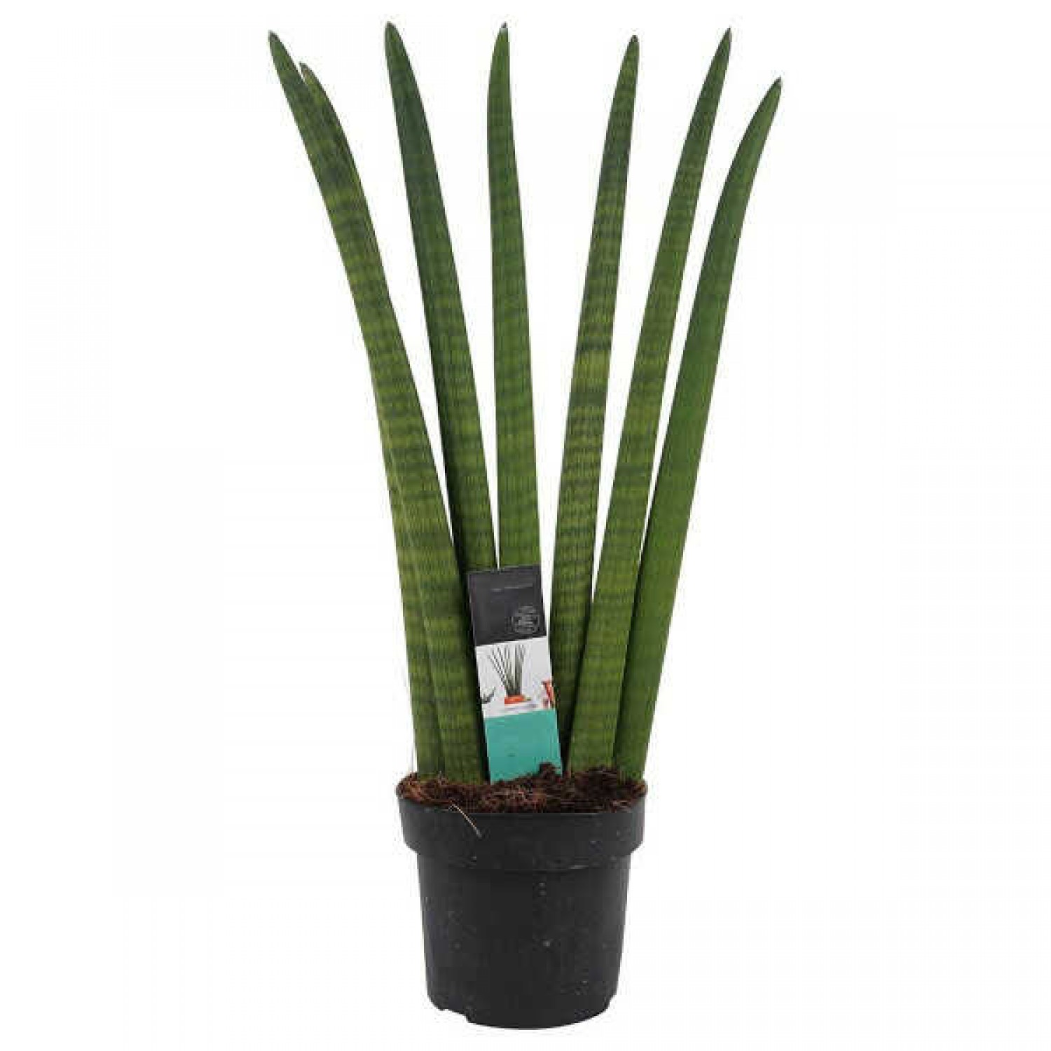Spear Orchid (Sansevieria cylindrica 'Straight') - Succulent