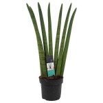 Spear Orchid (Sansevieria cylindrica 'Straight') - Succulent