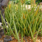 Spear Orchid (Sansevieria cylindrica 'Straight') - Succulent