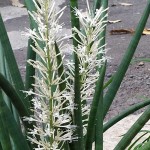 Cylindrical Snake Plant (Sansevieria cylindrica 'Fan')