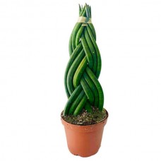 African Spear (Sansevieria cylindrica Braided) Succulent