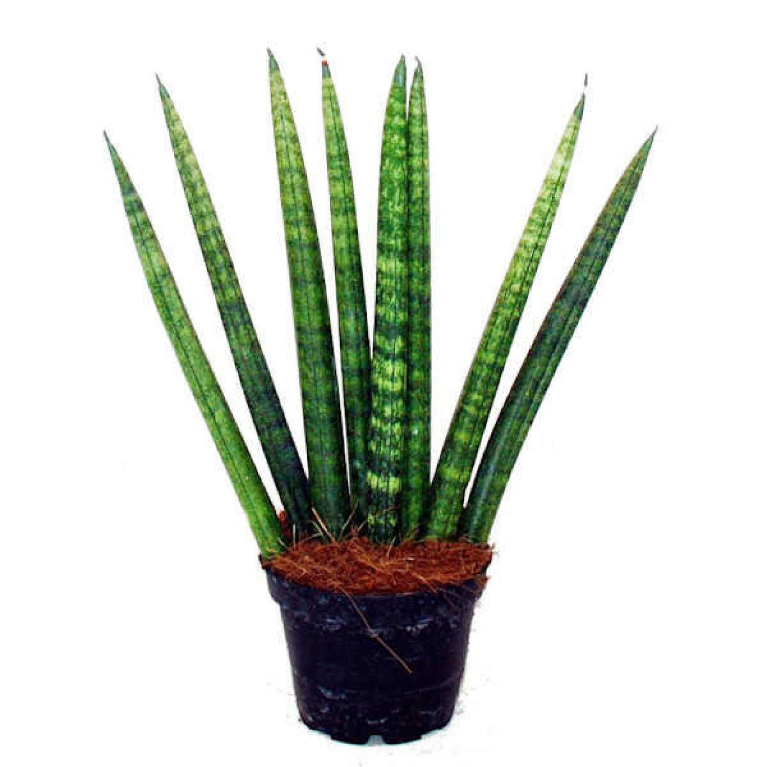 Cylindrical Snake Plant (Sansevieria cylindrica 'Fan')