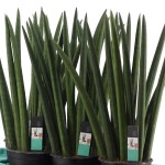 Cylindrical Snake Plant (Sansevieria cylindrica 'Fan')