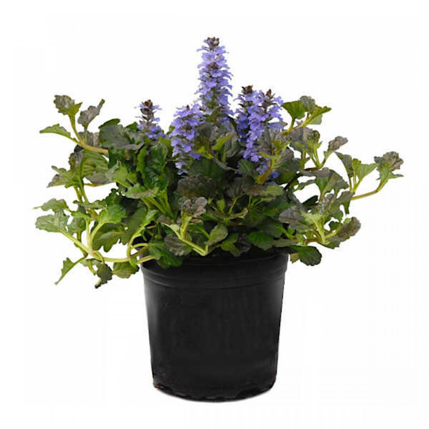 Αγιούκα έρπουσα ή Λιβανόχορτο (Ajuga reptans) | Ανθοφόρες Πόες