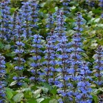 Αγιούκα έρπουσα ή Λιβανόχορτο (Ajuga reptans) | Ανθοφόρες Πόες