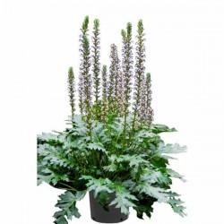 Bear's Breeches (Acanthus mollis) | Rhizomatous Flowering Herbaceous Perennials  Bear's Breeches (Acanthus mollis) | kipogeorgiki.gr