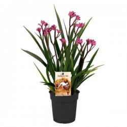 Ανιζόγανθος ή Ανιγόζανθος (Anigozanthos spp.) Φυτό - Ανιζόγανθοι ή Ανιγόζανθοι Φυτά