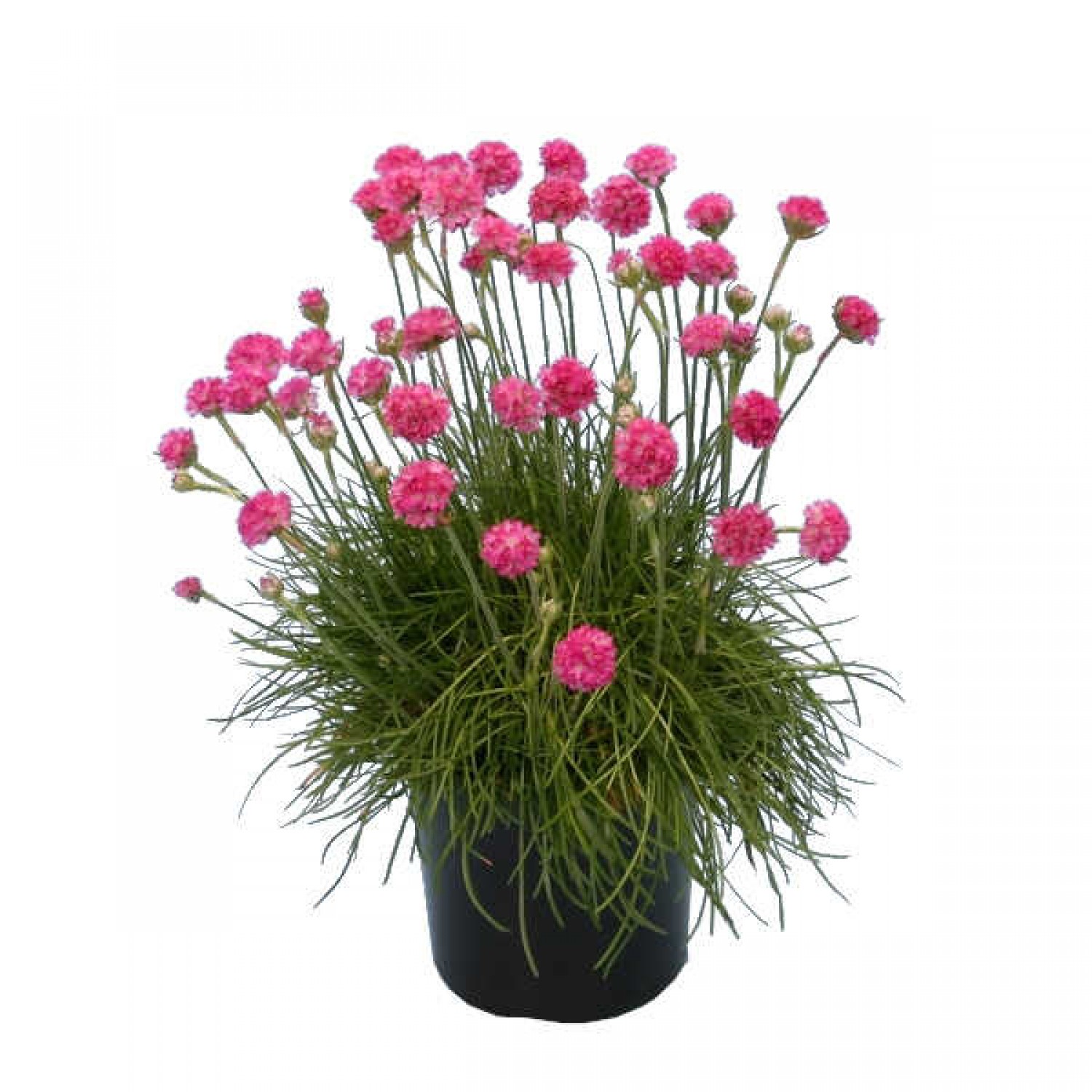Sea Thrift (Armeria maritima) Plant | Flowering Plants, Herbaceous Perennials  Sea Thrift (Armeria maritima) Plant | Flowering Plants