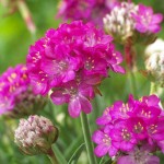 Sea Thrift (Armeria maritima) Plant | Flowering Plants, Herbaceous Perennials  Sea Thrift (Armeria maritima) Plant | Flowering Plants