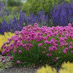 Sea Thrift (Armeria maritima) Plant | Flowering Plants, Herbaceous Perennials  Sea Thrift (Armeria maritima) Plant | Flowering Plants