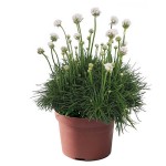 Sea Thrift (Armeria maritima) Plant | Flowering Plants, Herbaceous Perennials  Sea Thrift (Armeria maritima) Plant | Flowering Plants