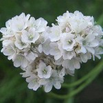 Sea Thrift (Armeria maritima) Plant | Flowering Plants, Herbaceous Perennials  Sea Thrift (Armeria maritima) Plant | Flowering Plants