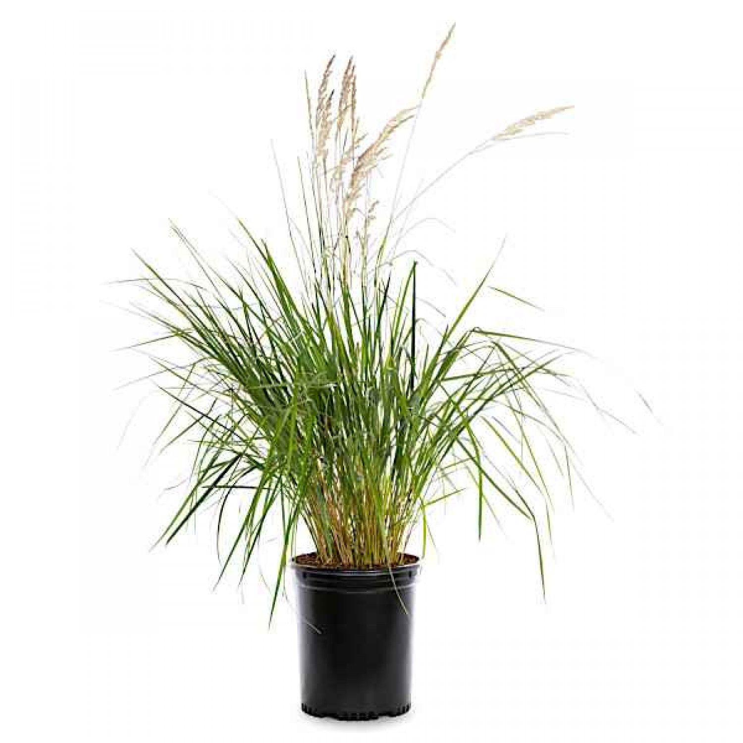 Karl Foerster Feather Reed Grass-Calamagrostis x acutiflora 'Karl Foerster'