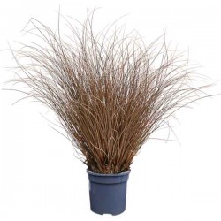 Buchanan's Sedge (Carex buchananii - syn. Carex tenax) Buchanan's Sedge (Carex buchananii - syn. Carex tenax) Plant - Grass-like Plants