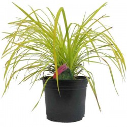 Bowles' Golden Sedge (Carex elata 'Aurea') Plant Bowles' Golden Sedge (Carex elata 'Aurea') Plant - Grass-like Plants