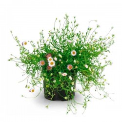 Ερίγερο ή Ερίγκερον (Erigeron karvinskianus) Φυτό - Καλοκαιρινά Λουλούδια & Ανθοφόρες Πόες