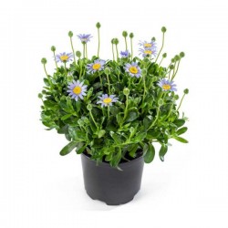 Blue Daisy Bush (Felicia amelloides) Plant - Flowering Plants, Herbaceous Perennials Blue Daisy Bush (Felicia amelloides) - Flowering Plants
