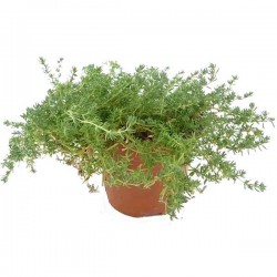 Sea Heath (Frankenia laevis) Salt-Tolerant Plant Sea Heath (Frankenia laevis) Salt-Tolerant Plant - Flowering Plants