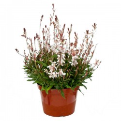 Γκάουρα Λευκή (Oenothera lindheimeri – syn. Gaura lindheimeri) Φυτό - Καλοκαιρινά Λουλούδια, Ριζωματώδεις Πόες