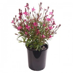 Γκάουρα Ροζ Siskiyou Pink (Gaura lindheimeri ‘Siskiyou Pink’) Φυτό - Μεγάλης Διάρκειας Ανθοφορίας Πόες