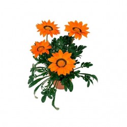 Γκαζάνια (Gazania rigens)