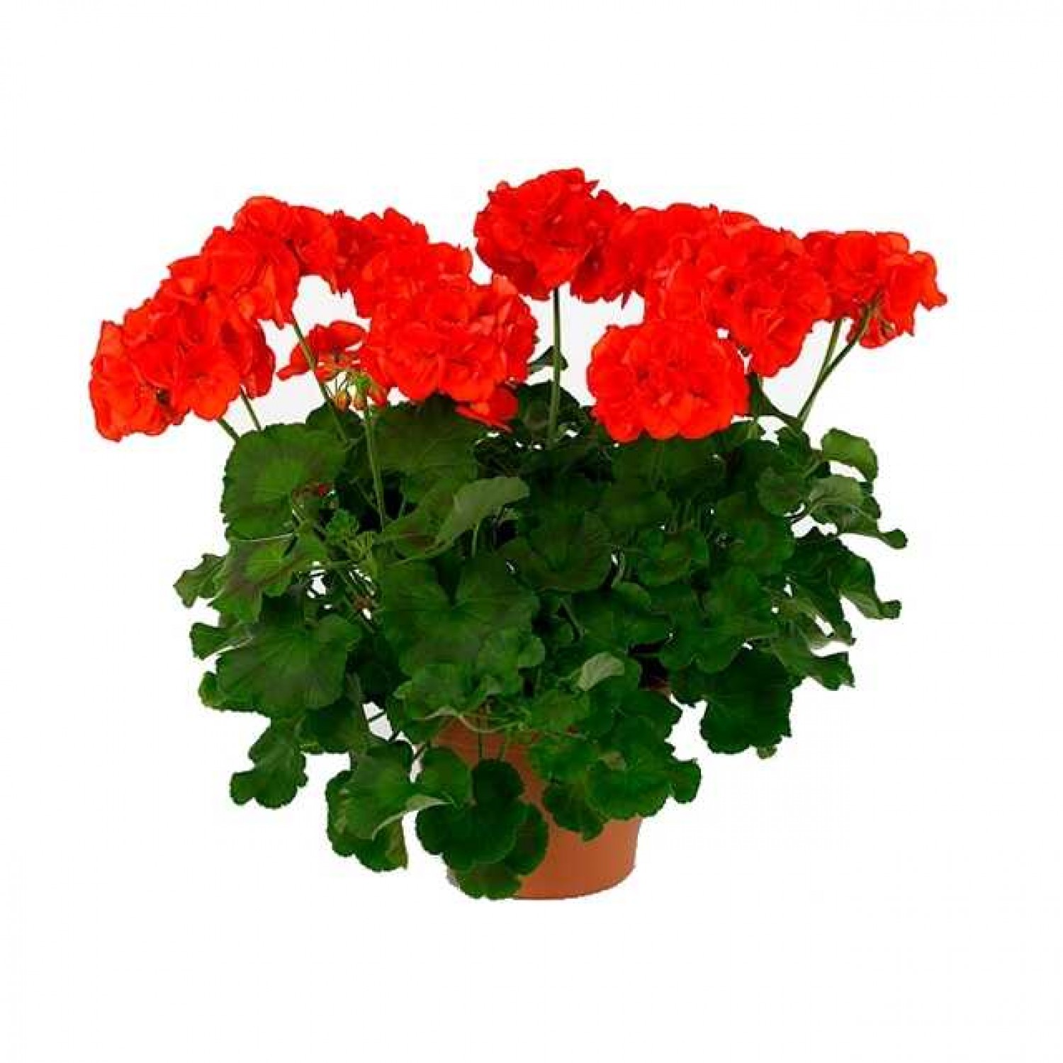 Пеларгония Scarlet Red