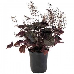 Blackout Coral Bells (Heuchera villosa 'Blackout') Plant Blackout Coral Bells (Heuchera villosa 'Blackout') Plant - Ornamental Flowering Plants