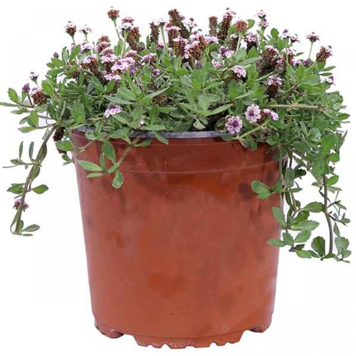 Frogfruit (Phyla nodiflora-syn. Lippia nodiflora) Plant - Ornamental Flowering Plants