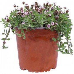 Frogfruit (Phyla nodiflora-syn. Lippia nodiflora) Plant - Ornamental Flowering Plants