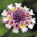 Frogfruit (Phyla nodiflora-syn. Lippia nodiflora) Plant - Ornamental Flowering Plants