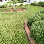 Frogfruit (Phyla nodiflora-syn. Lippia nodiflora) Plant - Ornamental Flowering Plants