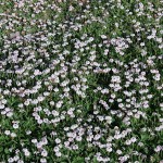 Frogfruit (Phyla nodiflora-syn. Lippia nodiflora) Plant - Ornamental Flowering Plants