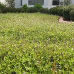 Frogfruit (Phyla nodiflora-syn. Lippia nodiflora) Plant - Ornamental Flowering Plants