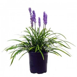 Big Blue Lilyturf (Liriope muscari) Plant Big Blue Lilyturf (Liriope muscari) Plant - Herbaceous Flowering Plants