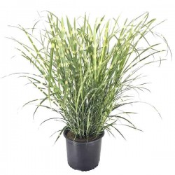 Zebra Grass (Miscanthus sinensis 'Zebrinus') Plant - Grass-like Plants