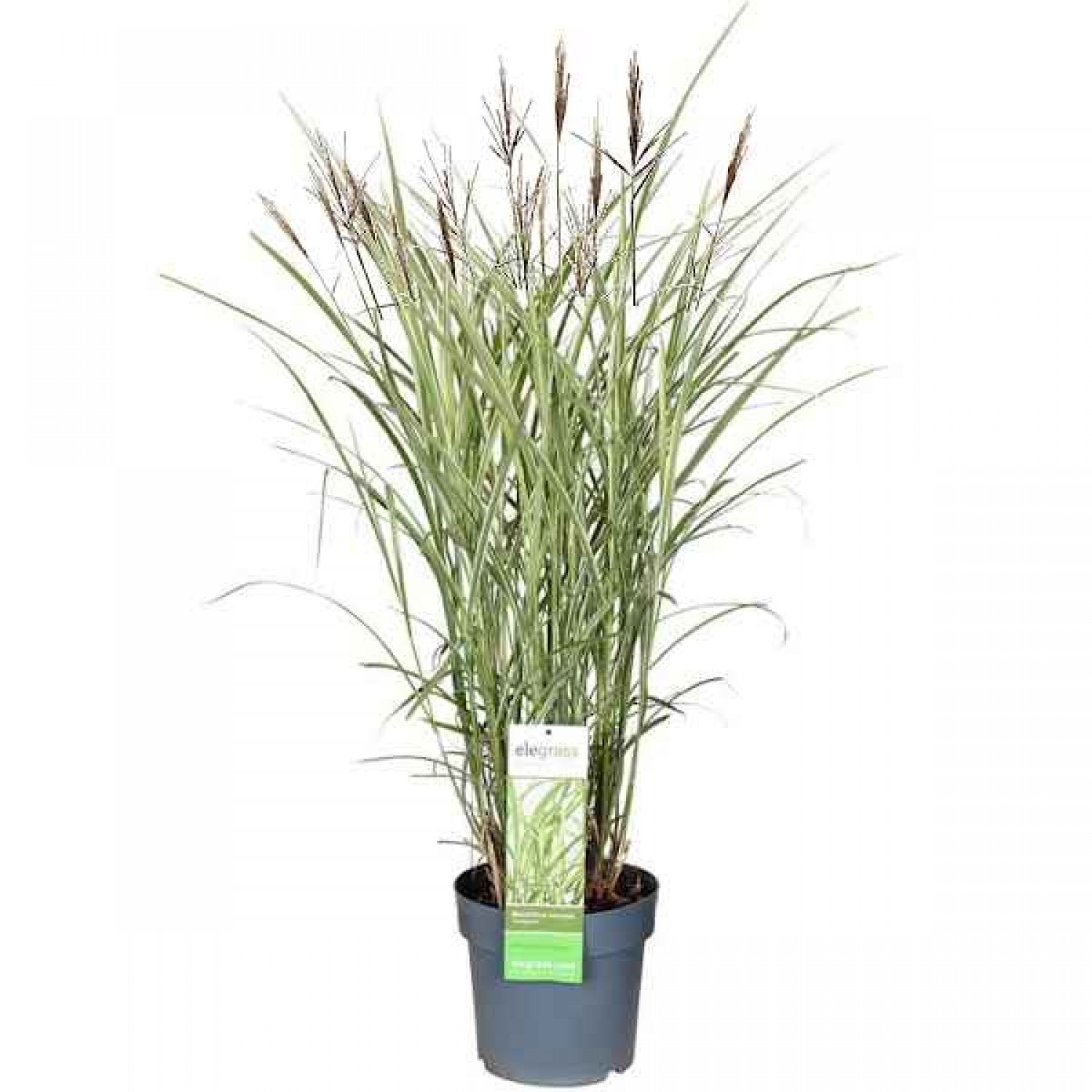 Variegated Miscanthus (Miscanthus sinensis 'Variegatus') Plant - Grass-like Plants