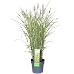 Variegated Miscanthus (Miscanthus sinensis 'Variegatus') Plant - Grass-like Plants