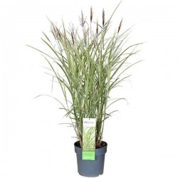 Variegated Miscanthus (Miscanthus sinensis 'Variegatus') Plant Variegated Miscanthus (Miscanthus sinensis 'Variegatus') Plant - Grass-like Plants